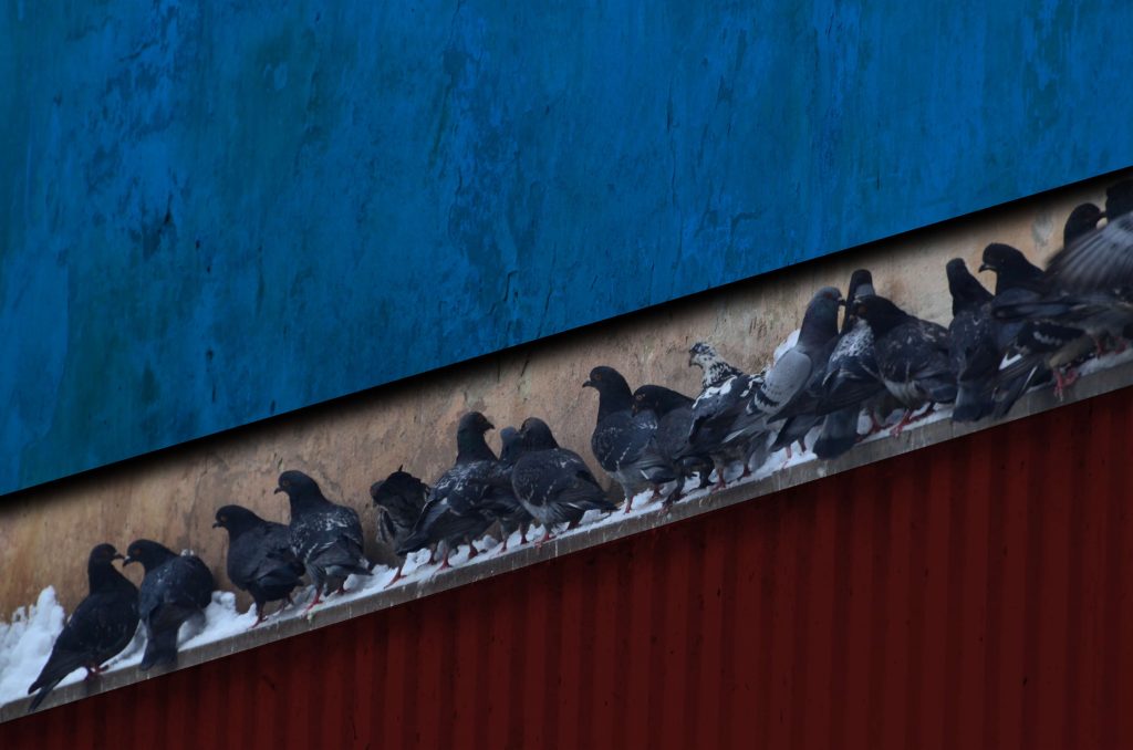 O que fazer quando pombos invadem área produtiva de indústrias?
