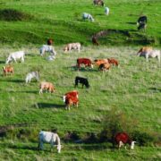 Brasil: reconhecido pela qualidade da carne bovina exportada