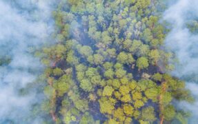 Incêndios Florestais: Prejuízos E Necessidade De Prevenção