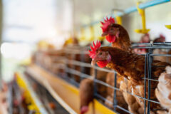 Decreto nº 12.502-2025: Governo regulamenta processo de fiscalização agropecuária