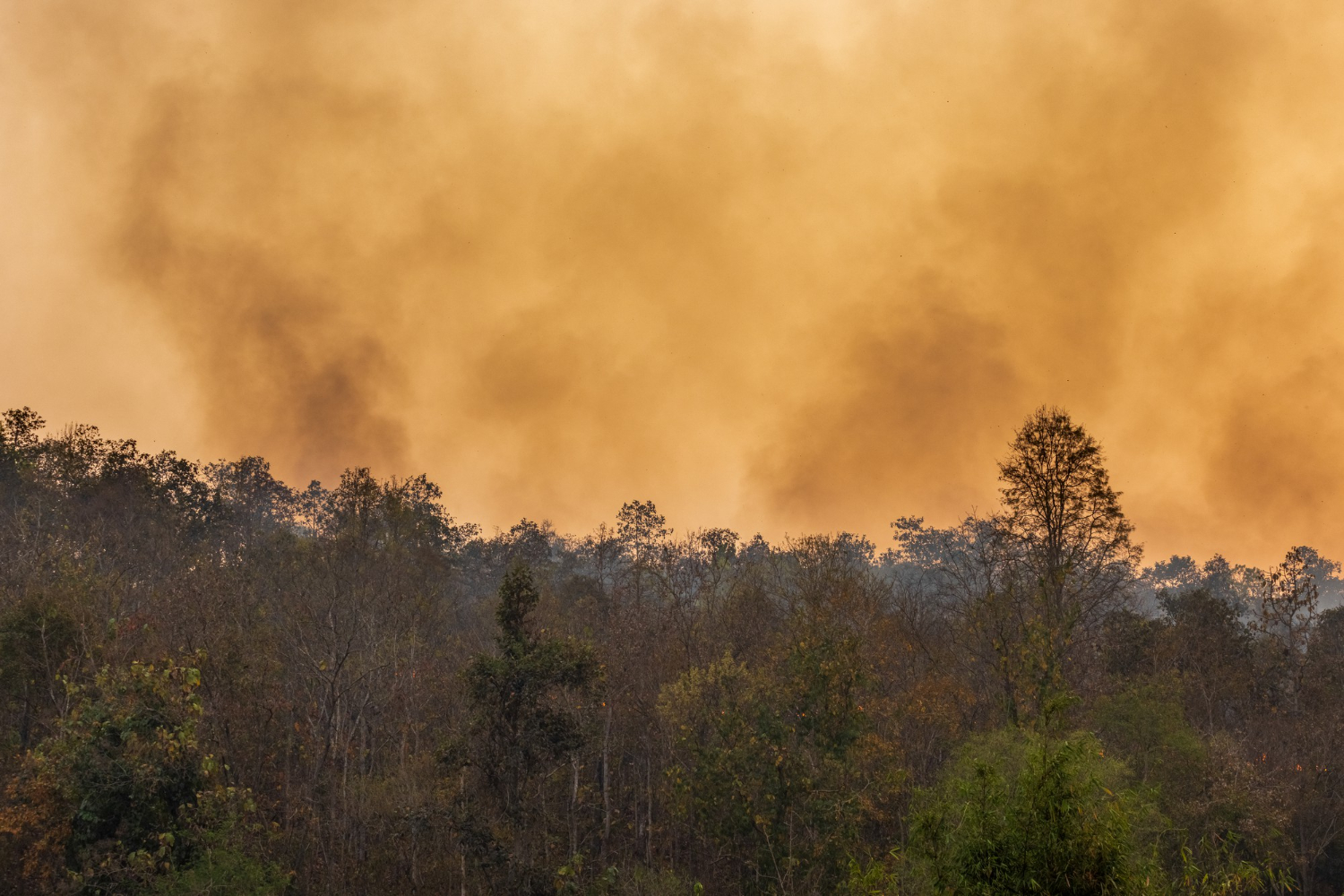 Queimadas e incêndios florestais: nova lei apoia medidas de prevenção