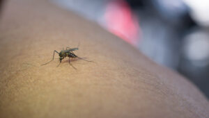Vírus Zika: Avanços na proteção à maternidade e paternidade em casos de crianças com síndrome congênita