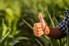 Selo Agro Mais Integridade: MAPA aprova o regulamento para a premiação
