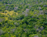 Resolução CONAMA 510/2025: Novos parâmetros para o manejo e proteção da vegetação nativa