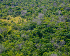 Resolução CONAMA 510/2025: Novos parâmetros para o manejo e proteção da vegetação nativa