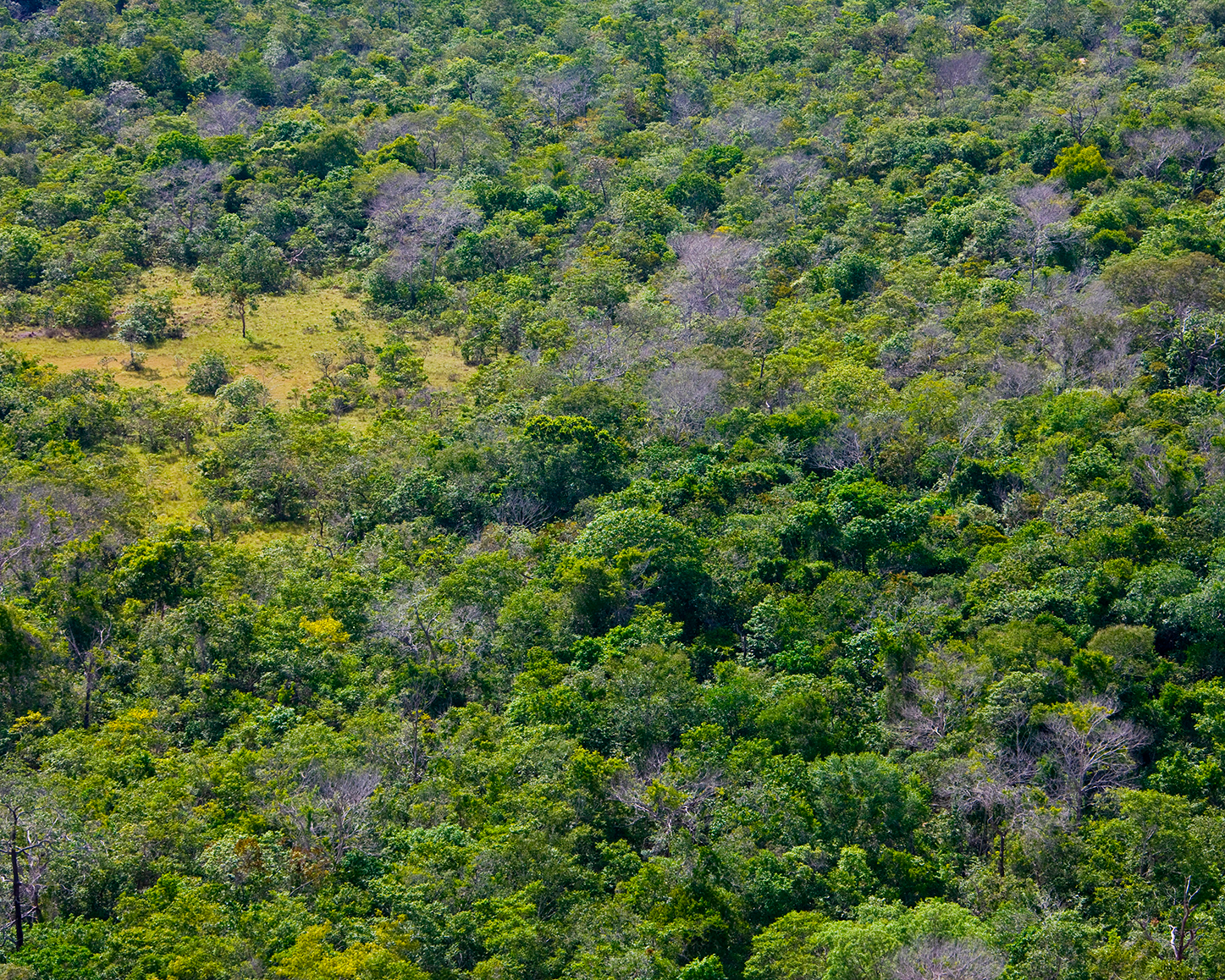Novos parâmetros da Resolução CONAMA 510/2025 para o manejo e proteção da vegetação nativa