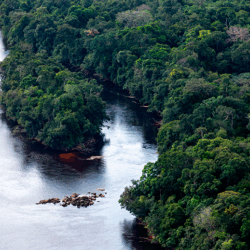 Edital prevê a compra de créditos de carbono originados a partir de projetos de restauração da Floresta Amazônica.